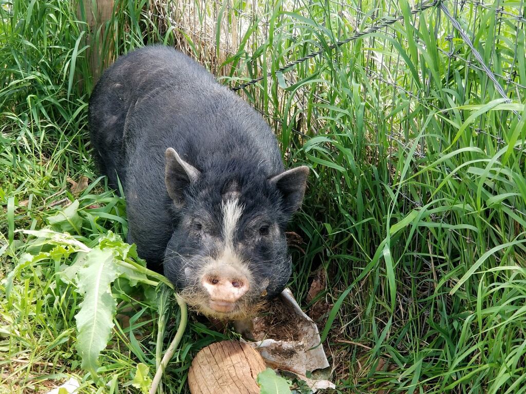 061219-nws-pig 4